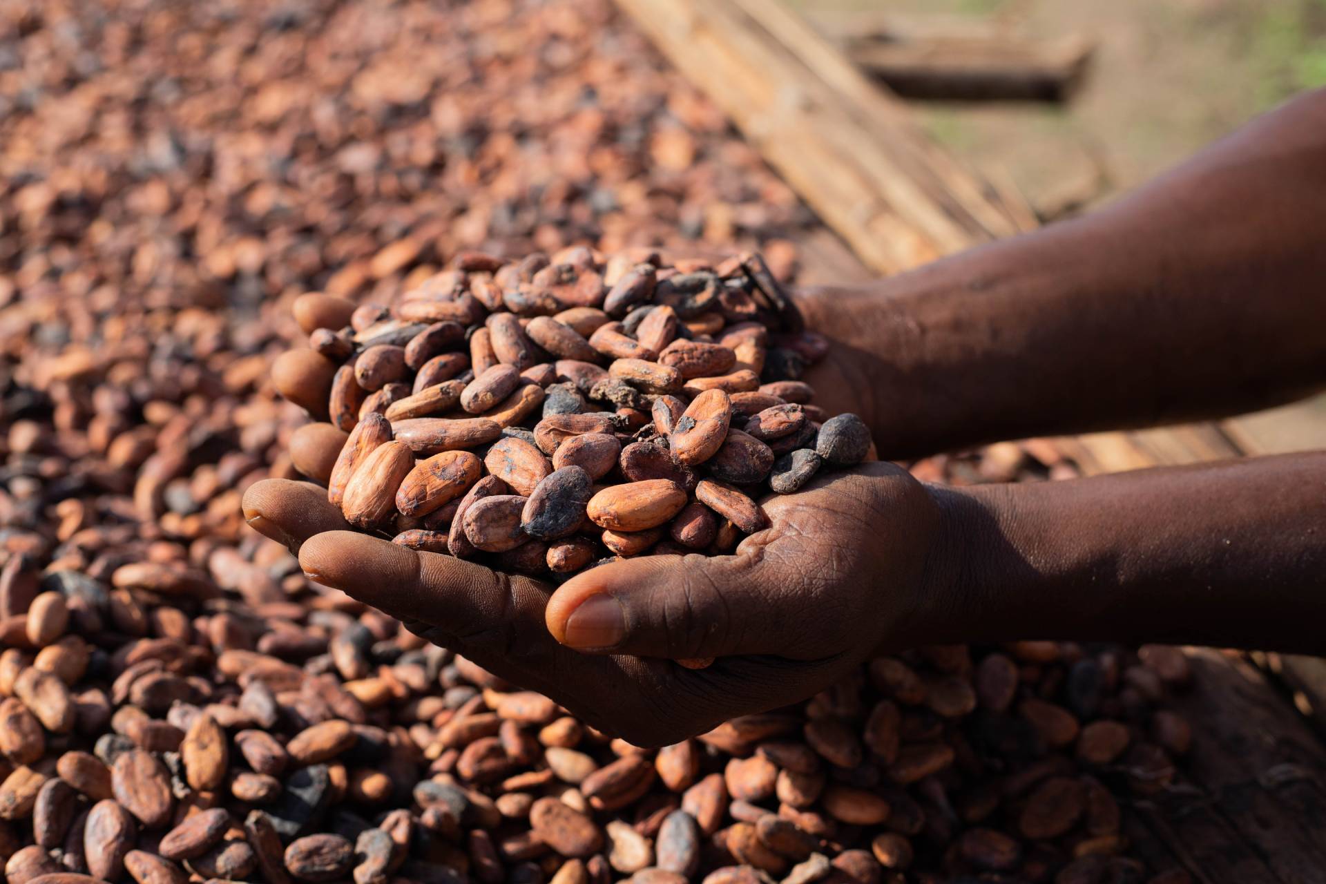 hands holding cocoa beans