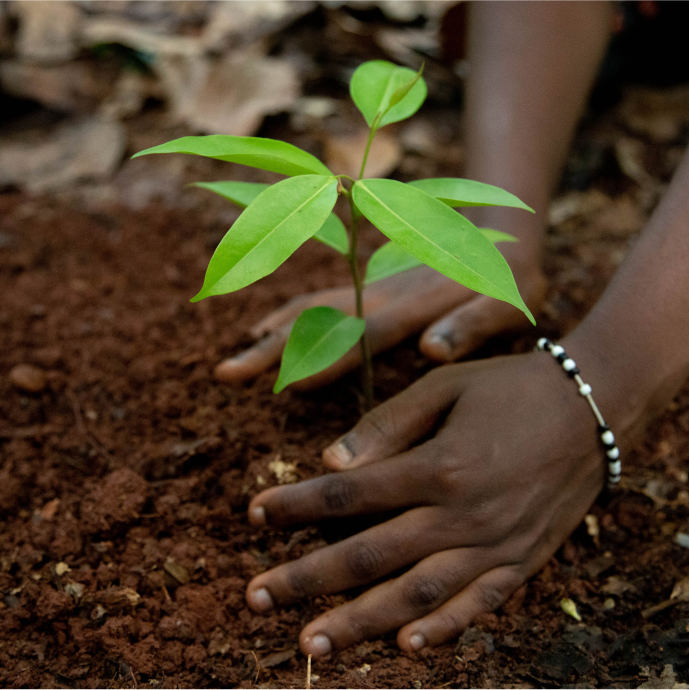 planting-tree