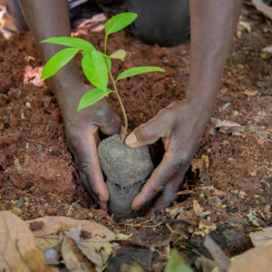 Protecting and restoring West Africa’s Cavally Forest